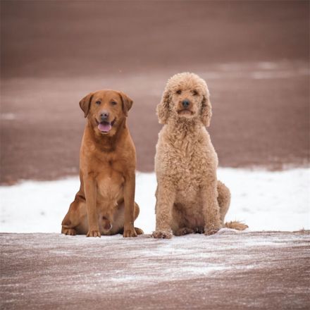 Labradoodle F1 Welpen in Apricot