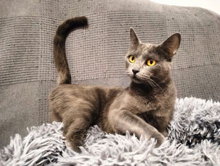 Clara sucht ihr Für-immer-Zuhause als Wohnungskatze