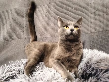 Clara sucht ihr Für-immer-Zuhause als Wohnungskatze