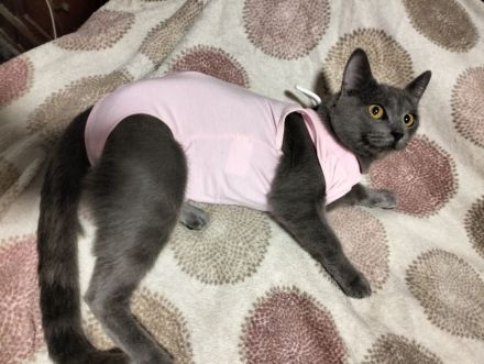 Clara sucht ihr Für-immer-Zuhause als Wohnungskatze