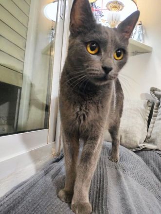 Clara sucht ihr Für-immer-Zuhause als Wohnungskatze