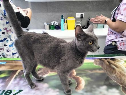 Clara sucht ihr Für-immer-Zuhause als Wohnungskatze