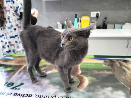 Clara sucht ihr Für-immer-Zuhause als Wohnungskatze