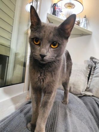 Clara sucht ihr Für-immer-Zuhause als Wohnungskatze