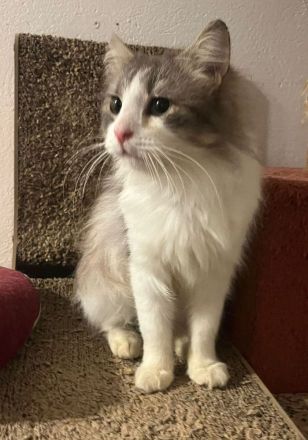 Max sucht ihr Für-immer-Zuhause als Wohnungskater