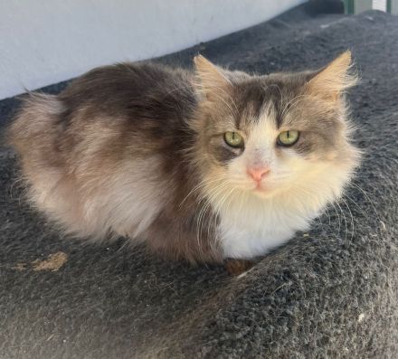 Max sucht ihr Für-immer-Zuhause als Wohnungskater