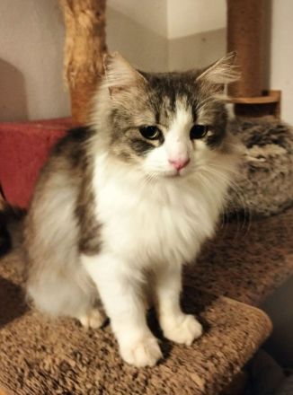 Max sucht ihr Für-immer-Zuhause als Wohnungskater