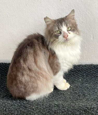 Max sucht ihr Für-immer-Zuhause als Wohnungskater