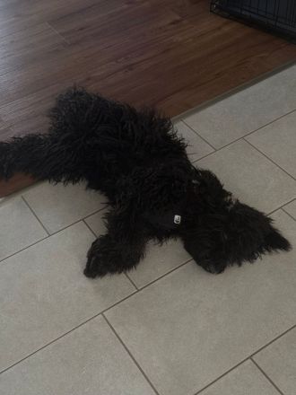 Puli Mischling Lilly sucht ein neues Zuhause