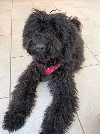 Puli Mischling Lilly sucht ein neues Zuhause