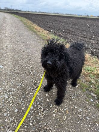 Puli Mischling Lilly sucht ein neues Zuhause