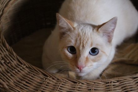 Massimo, ein sanfter Kämpfer sucht sein Für-immer-Zuhause (Wohnungskater, nicht als Einzelkater)