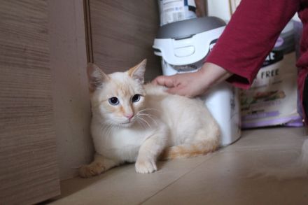 Massimo, ein sanfter Kämpfer sucht sein Für-immer-Zuhause (Wohnungskater, nicht als Einzelkater)