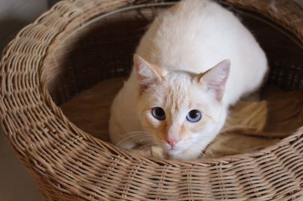 Massimo, ein sanfter Kämpfer sucht sein Für-immer-Zuhause (Wohnungskater, nicht als Einzelkater)