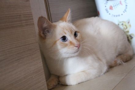 Massimo, ein sanfter Kämpfer sucht sein Für-immer-Zuhause (Wohnungskater, nicht als Einzelkater)