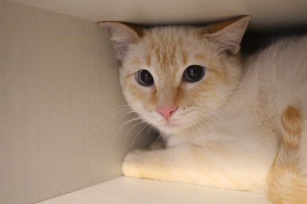 Massimo, ein sanfter Kämpfer sucht sein Für-immer-Zuhause (Wohnungskater, nicht als Einzelkater)