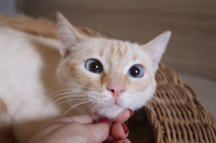 Massimo, ein sanfter Kämpfer sucht sein Für-immer-Zuhause (Wohnungskater, nicht als Einzelkater)