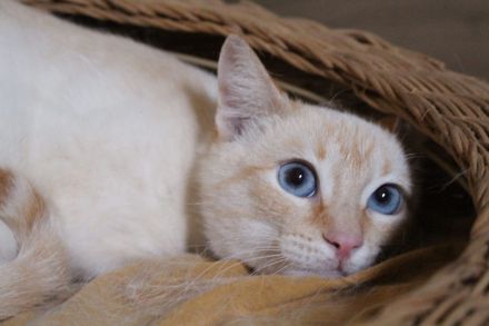 Massimo, ein sanfter Kämpfer sucht sein Für-immer-Zuhause (Wohnungskater, nicht als Einzelkater)