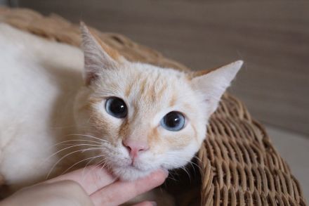 Massimo, ein sanfter Kämpfer sucht sein Für-immer-Zuhause (Wohnungskater, nicht als Einzelkater)