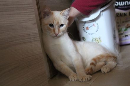 Massimo, ein sanfter Kämpfer sucht sein Für-immer-Zuhause (Wohnungskater, nicht als Einzelkater)