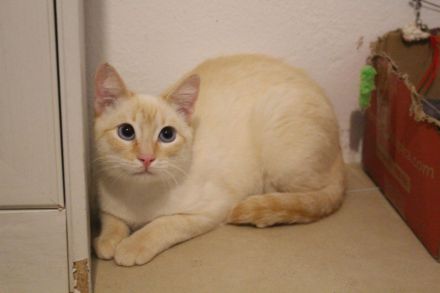 Massimo, ein sanfter Kämpfer sucht sein Für-immer-Zuhause (Wohnungskater, nicht als Einzelkater)