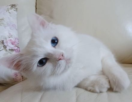 Reinrassige sibirische Katze