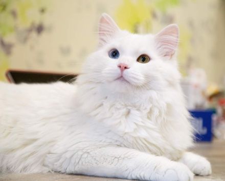 Reinrassige sibirische Katze