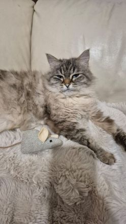 Reinrassige sibirische Katze