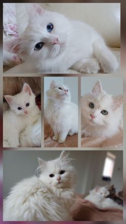 Reinrassige sibirische Katze