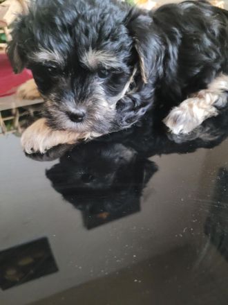 Malteser Bolonka Mix