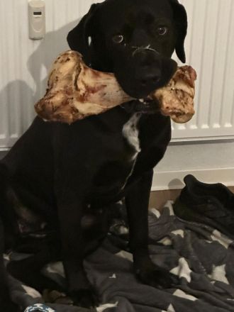 Verkaufe dringen unserer Labrador mischlings Familienhund am besten noch heute