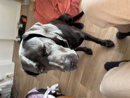 Verkaufe dringen unserer Labrador mischlings Familienhund am besten noch heute