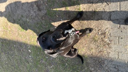 Verkaufe dringen unserer Labrador mischlings Familienhund am besten noch heute