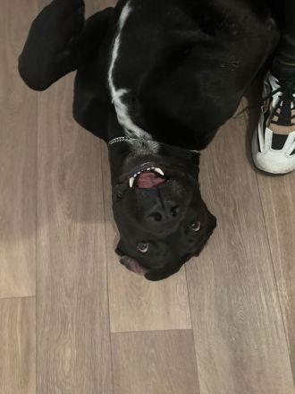 Verkaufe dringen unserer Labrador mischlings Familienhund am besten noch heute