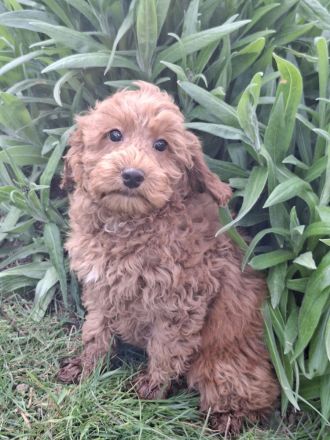 Zwegpudel Red-Braun ,Rheinrasig,in liebevoller Familienaufzucht