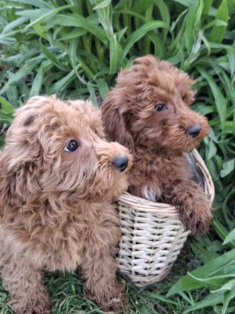 Zwegpudel Red-Braun ,Rheinrasig,in liebevoller Familienaufzucht