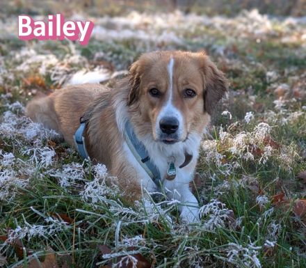 Bailey, 04/24 - charakterstarkes Mädel sucht Menschen mit Erfahrung