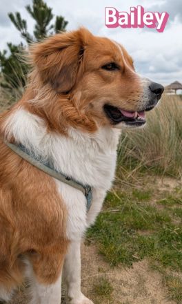 Bailey, 04/24 - charakterstarkes Mädel sucht Menschen mit Erfahrung