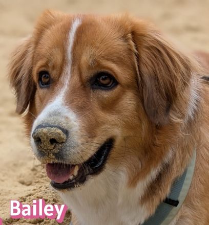 Bailey, 04/24 - charakterstarkes Mädel sucht Menschen mit Erfahrung