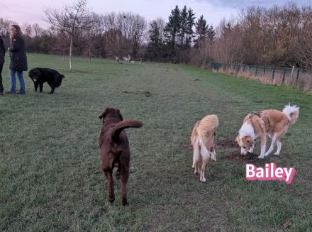 Bailey, 04/24 - charakterstarkes Mädel sucht Menschen mit Erfahrung