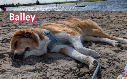 Bailey, 04/24 - charakterstarkes Mädel sucht Menschen mit Erfahrung