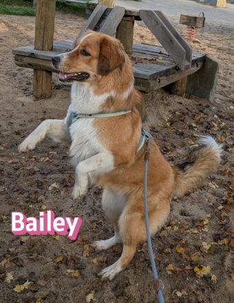 Bailey, 04/24 - charakterstarkes Mädel sucht Menschen mit Erfahrung