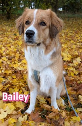 Bailey, 04/24 - charakterstarkes Mädel sucht Menschen mit Erfahrung