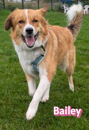 Bailey, 04/24 - charakterstarkes Mädel sucht Menschen mit Erfahrung