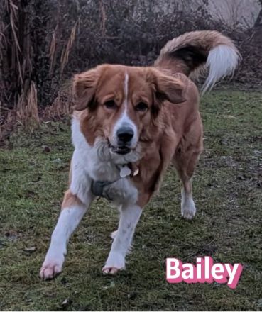 Bailey, 04/24 - charakterstarkes Mädel sucht Menschen mit Erfahrung