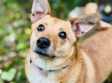 Zuko, kleines Herz auf vier Pfoten