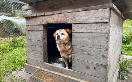 Kleiner, freundlicher Senior Pucki sucht gemütliches Zuhause
