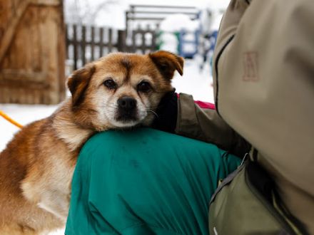 Kleiner, freundlicher Senior Pucki sucht gemütliches Zuhause