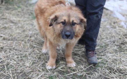 Guter Samariter für liebenswerten Valentin gesucht