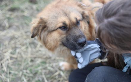 Guter Samariter für liebenswerten Valentin gesucht